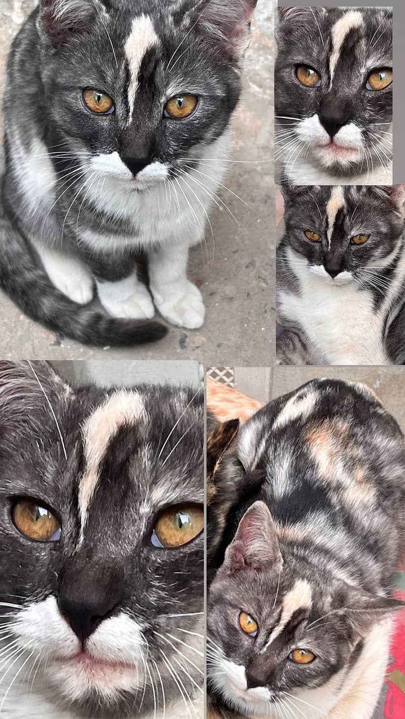 unique cat for adoption 2