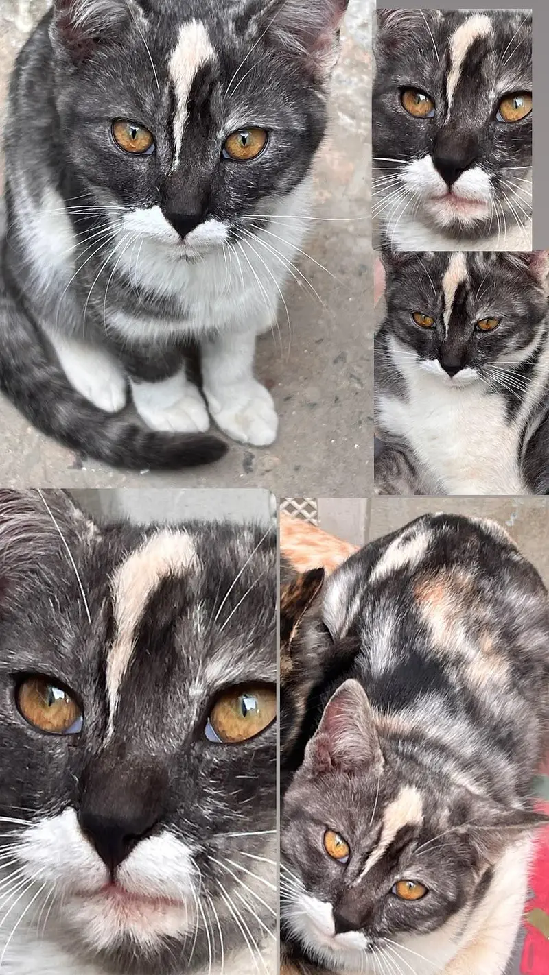 unique cat for adoption — photo 3