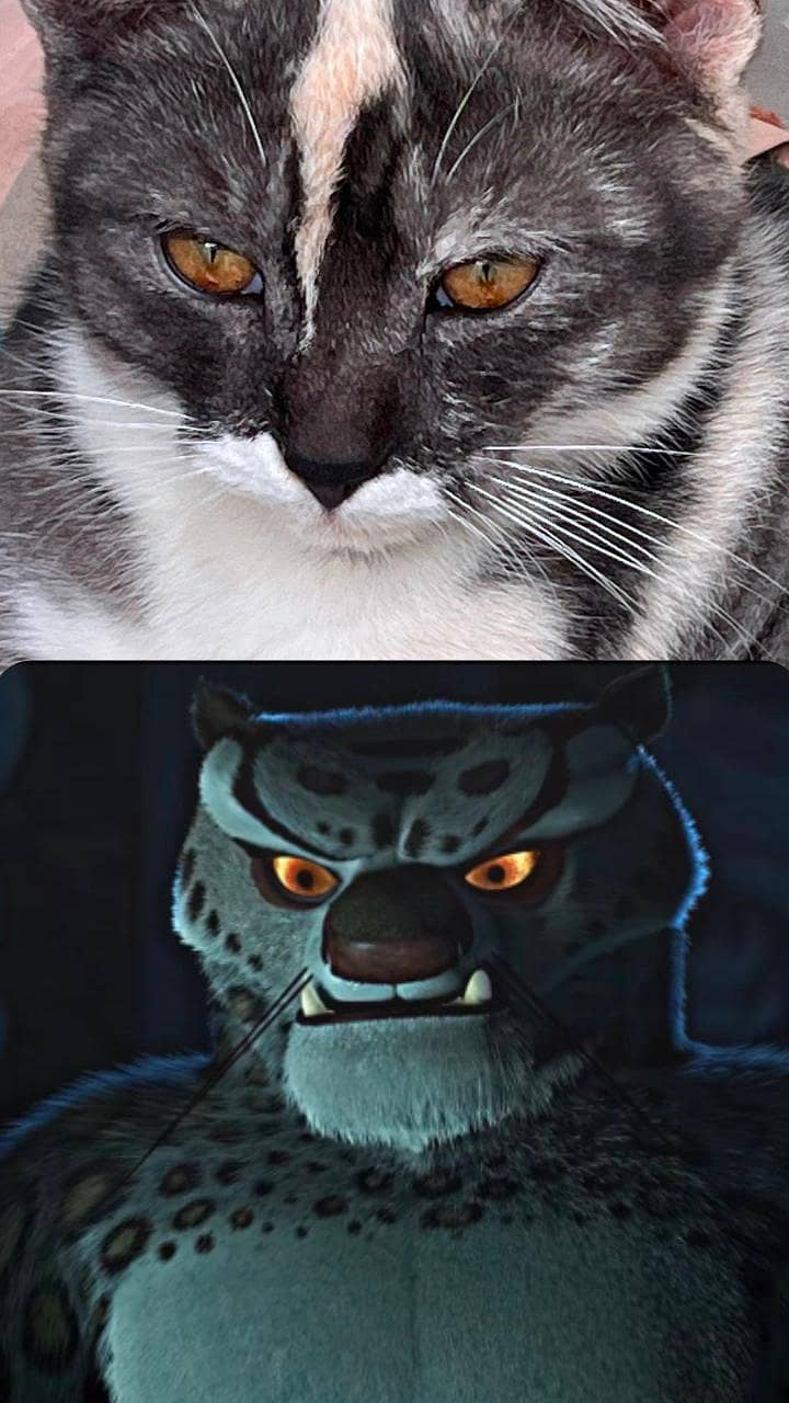 unique cat for adoption 3