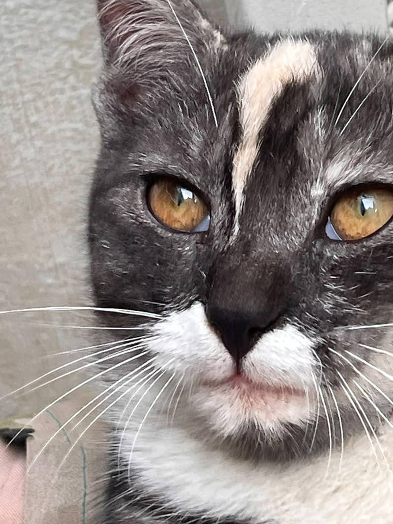 unique cat for adoption 4