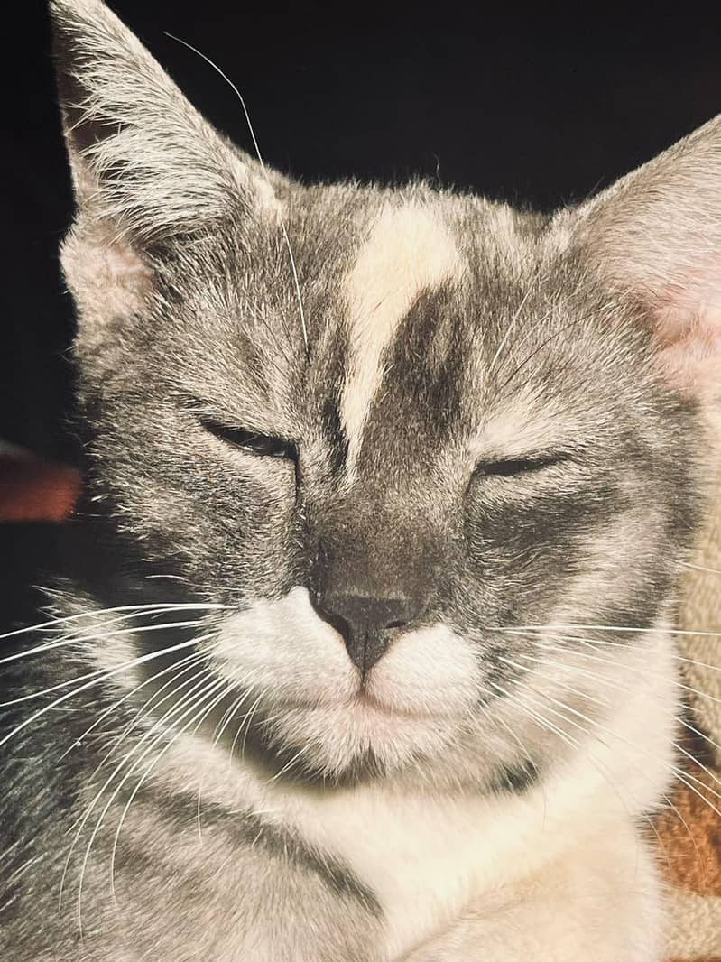 unique cat for adoption 5