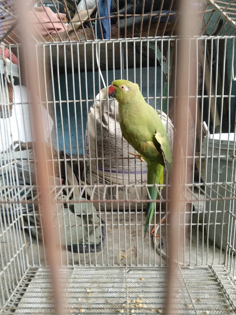 parrot 0