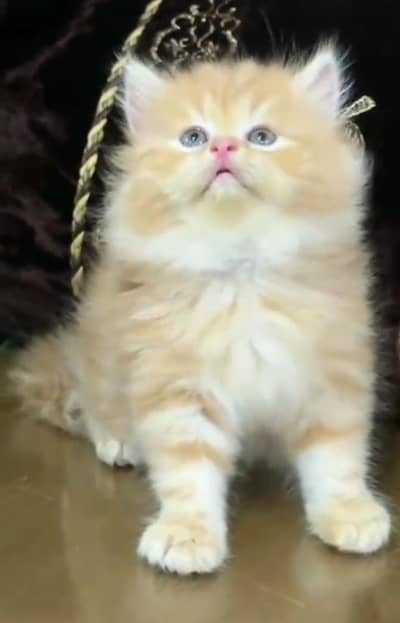 Persian kitten for sale my WhatsApp . 03444548868