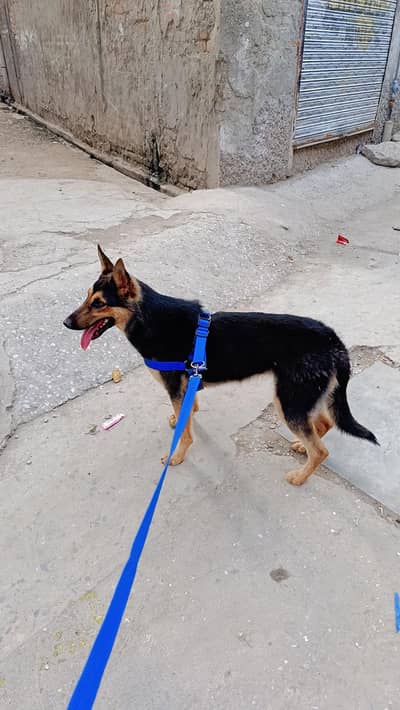 German shepherd