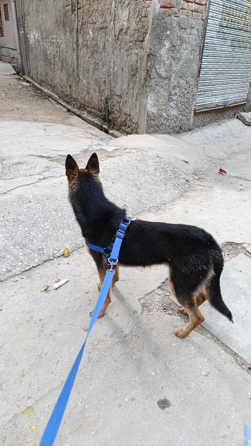 German shepherd 1