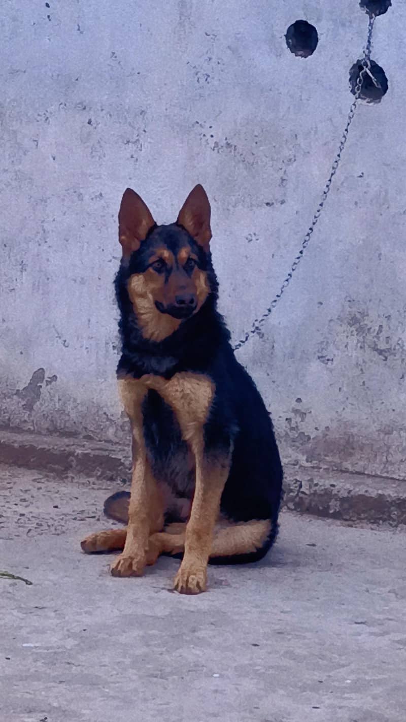 German shepherd 3
