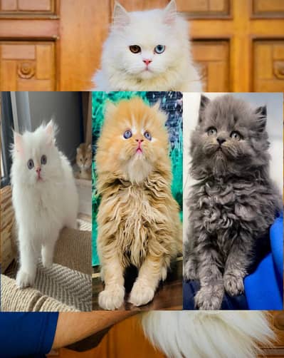 cash on delivery Persian Punch face triple coat cat Kitten