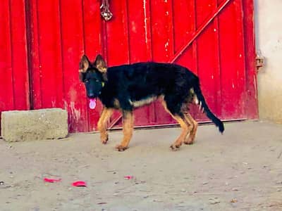 black and ten Mal puppy  whatapp 03279692974