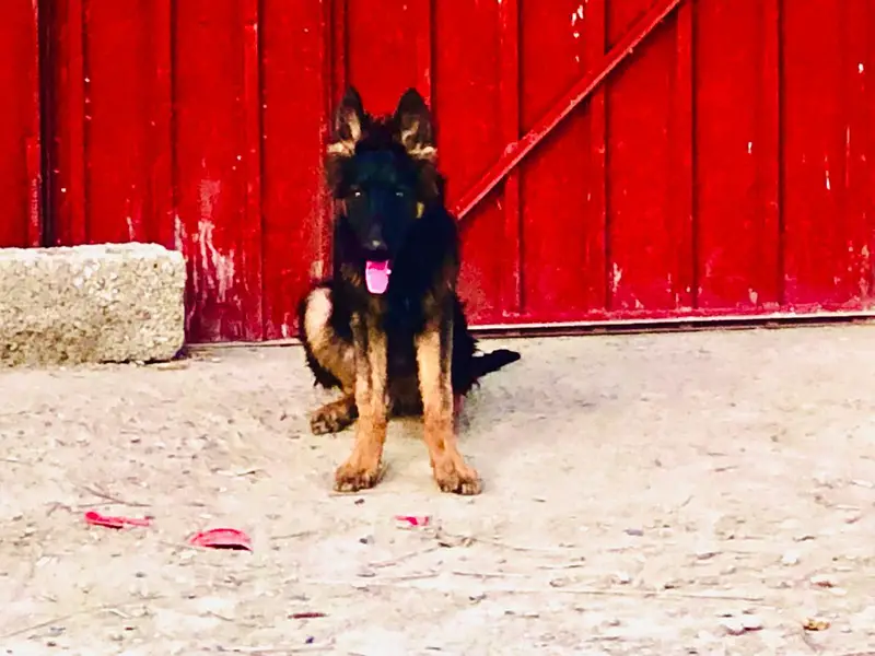 black and ten Mal puppy  whatapp 03279692974 — photo 2