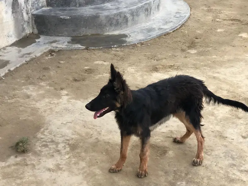 black and ten Mal puppy  whatapp 03279692974 — photo 3