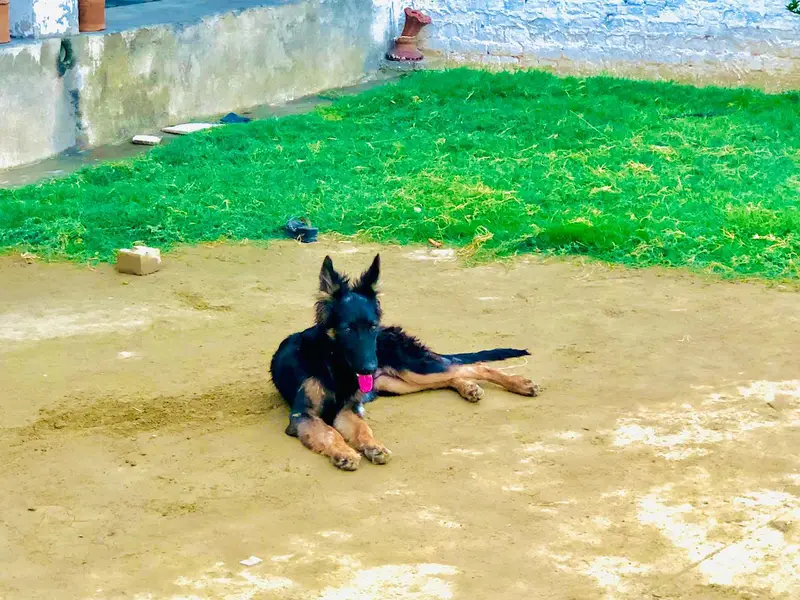 black and ten Mal puppy  whatapp 03279692974 — photo 4