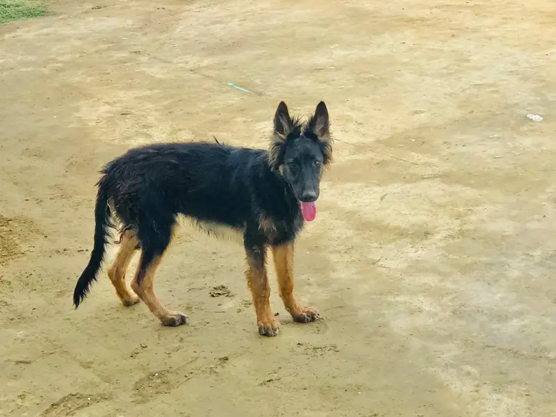 black and ten Mal puppy  whatapp 03279692974 — photo 5