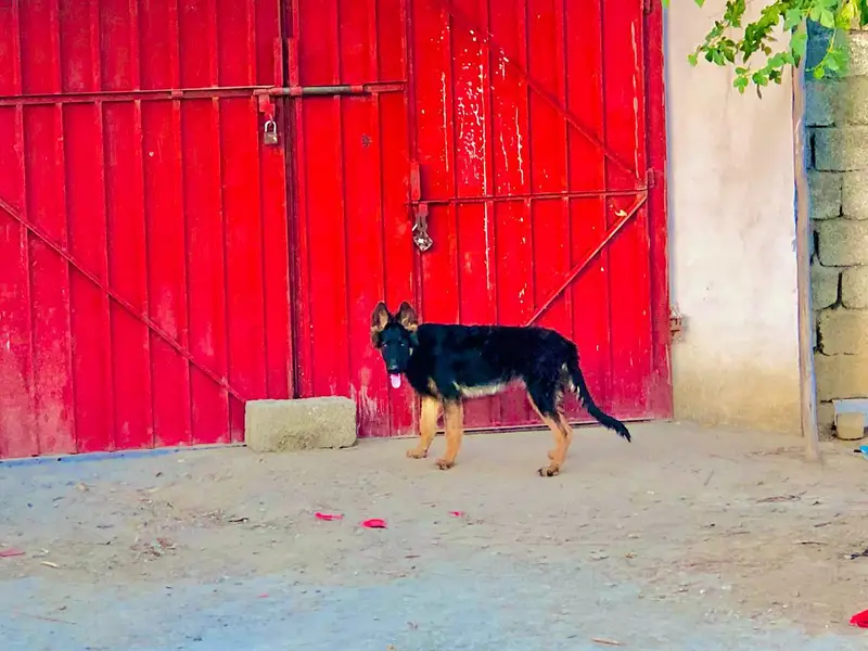black and ten Mal puppy  whatapp 03279692974 — photo 6