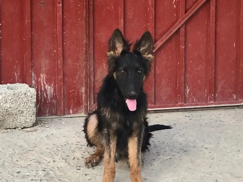 black and ten Mal puppy  whatapp 03279692974 — photo 7