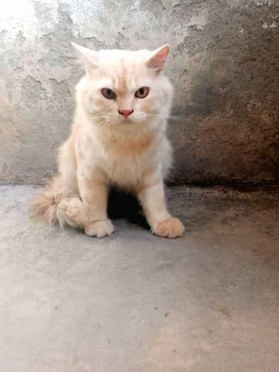 Russian Cat