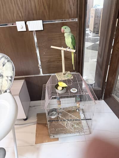 Very beautilful parrot available for sale 20k