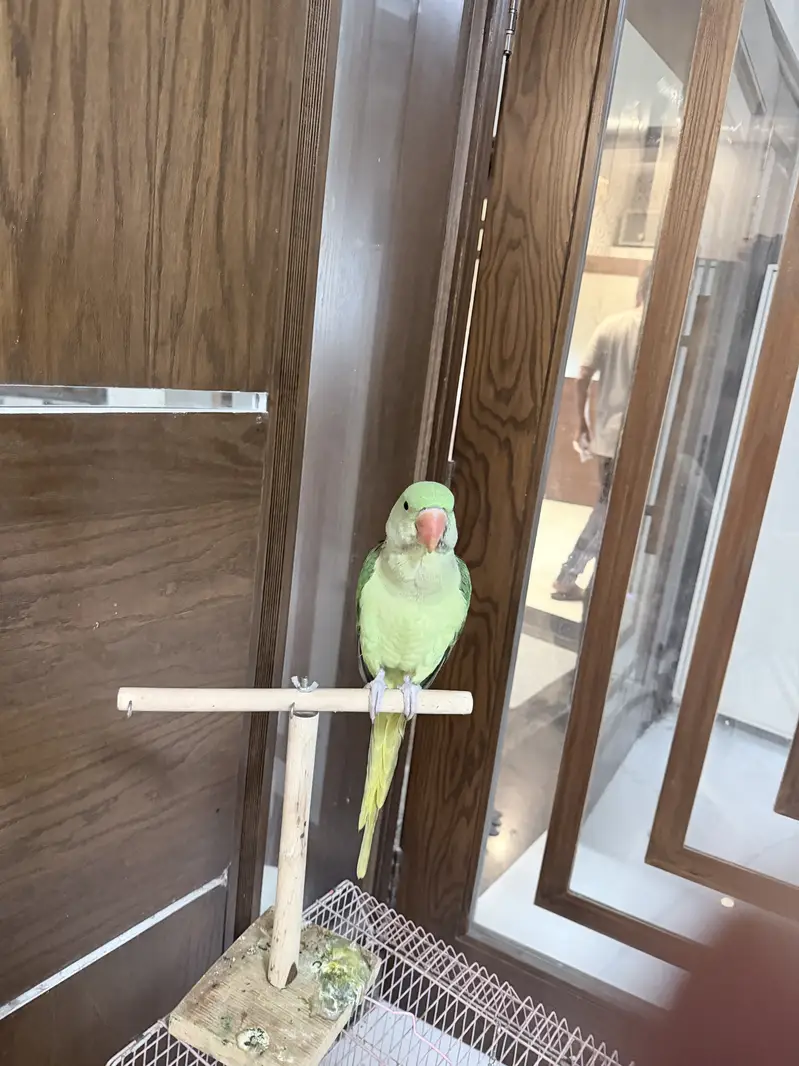 Very beautilful parrot available for sale 20k — photo 2