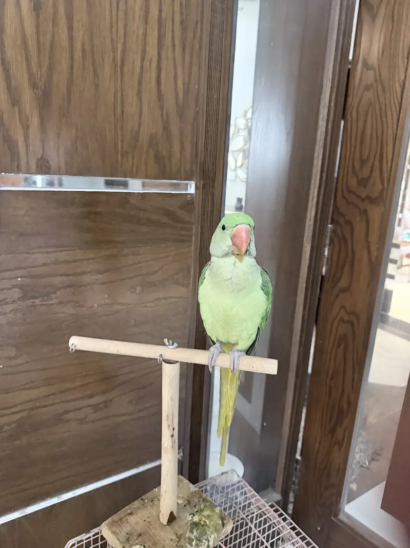 Very beautilful parrot available for sale 20k — photo 3