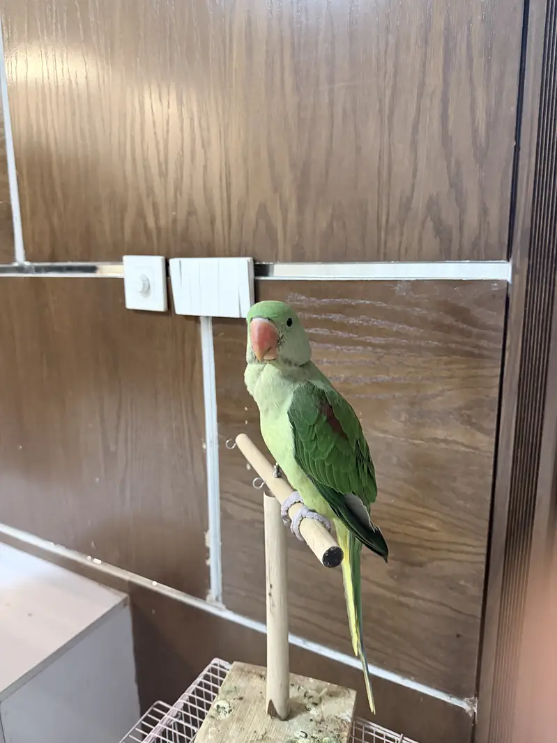 Very beautilful parrot available for sale 20k — photo 4