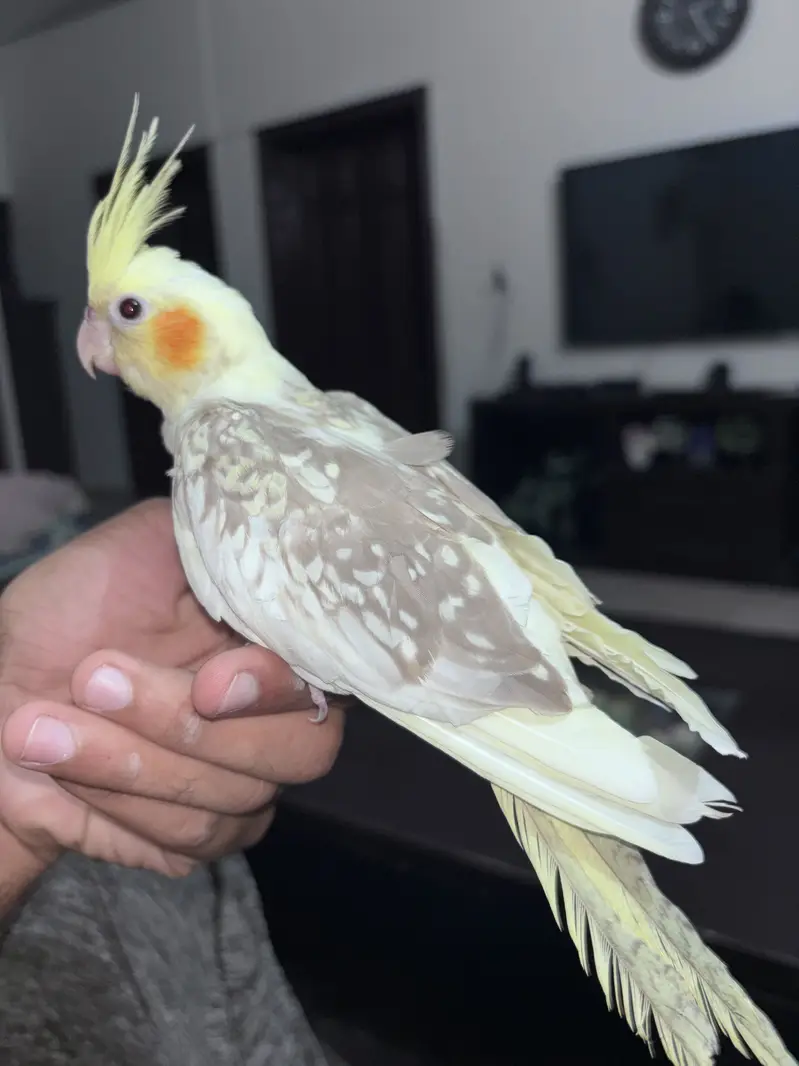 Handtamed Cockatiel - Red eyes — photo 2