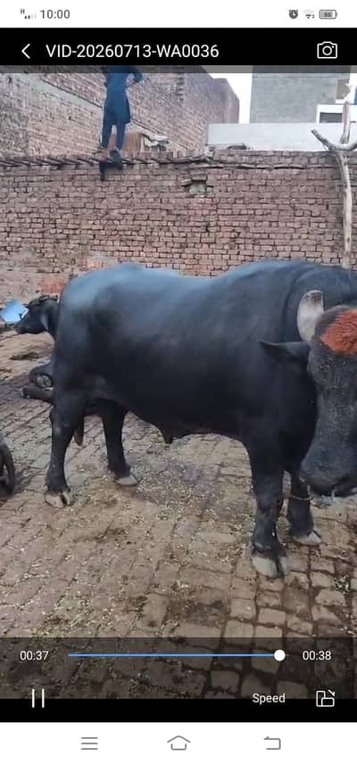 Healthy Male Cow for Sale | Strong & Well-Maintained | Rs. 1,000,000