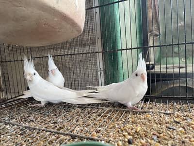 MASHALLAH Premium Aviary Setup Cockatiel Hogoromo Lovebird Java