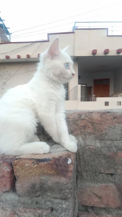 Persian cat