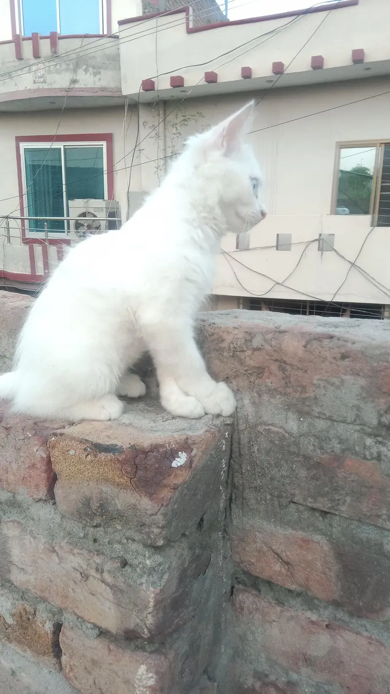 Persian cat — photo 2
