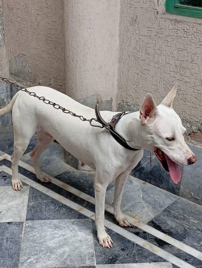 Bull Terrier For Sale