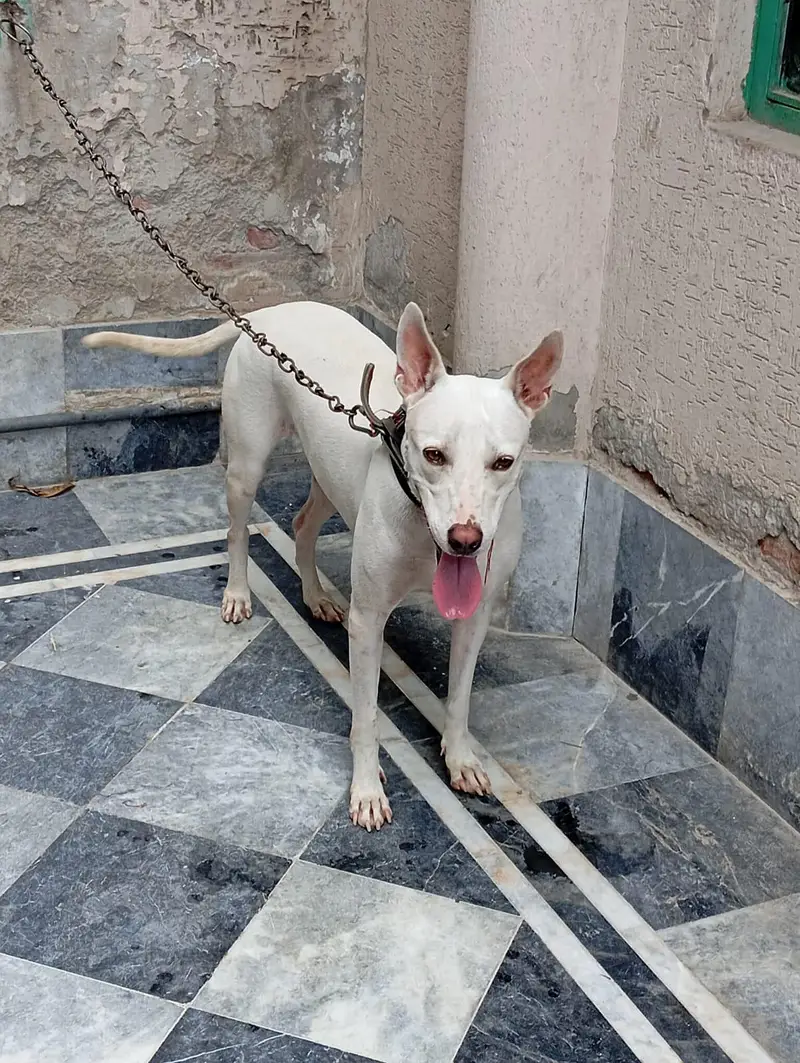 Bull Terrier For Sale — photo 2