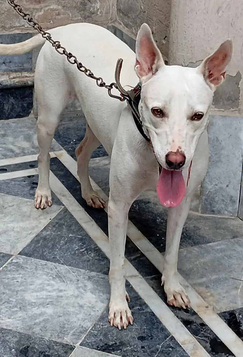 Bull Terrier For Sale — photo 4