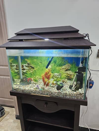 fish aquarium