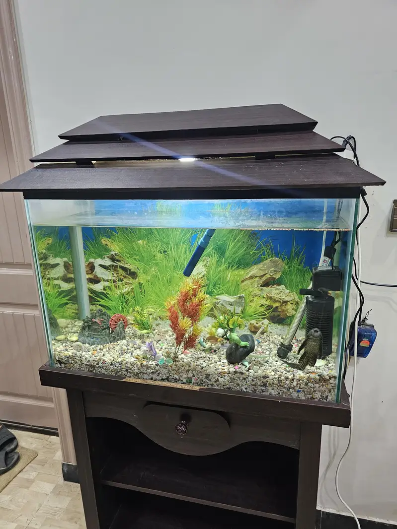 fish aquarium