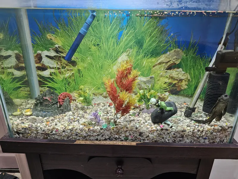 fish aquarium — photo 2