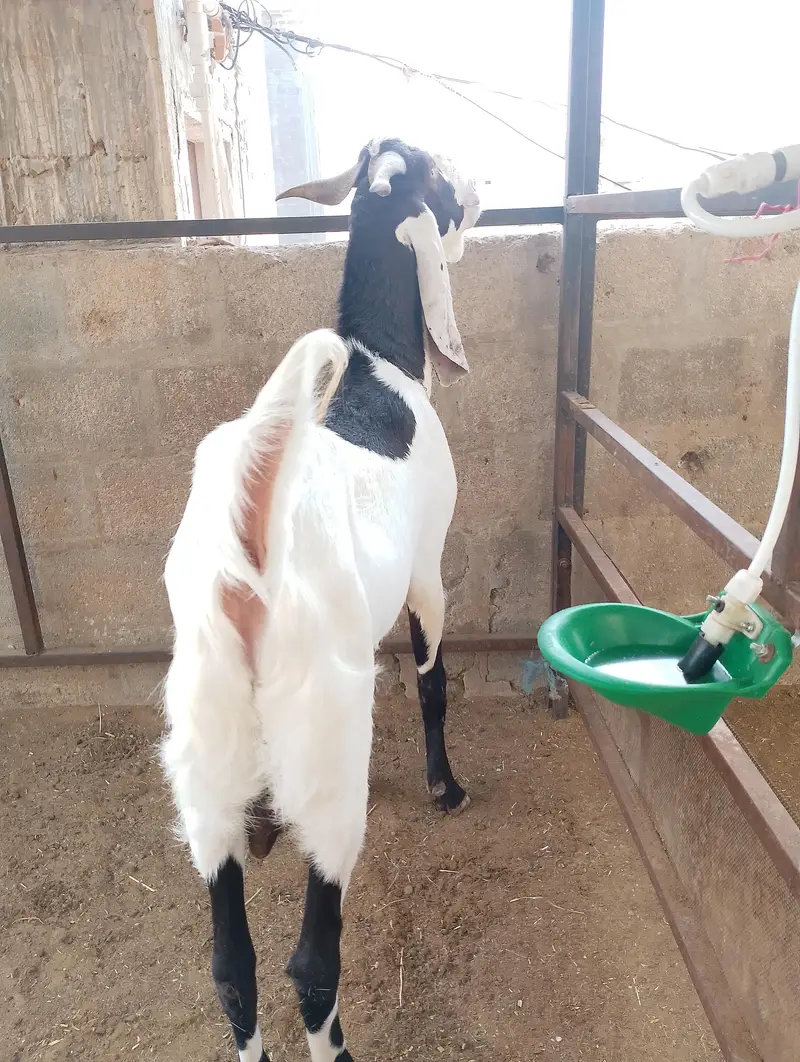 gulabi bakri breeder Bakra — photo 2