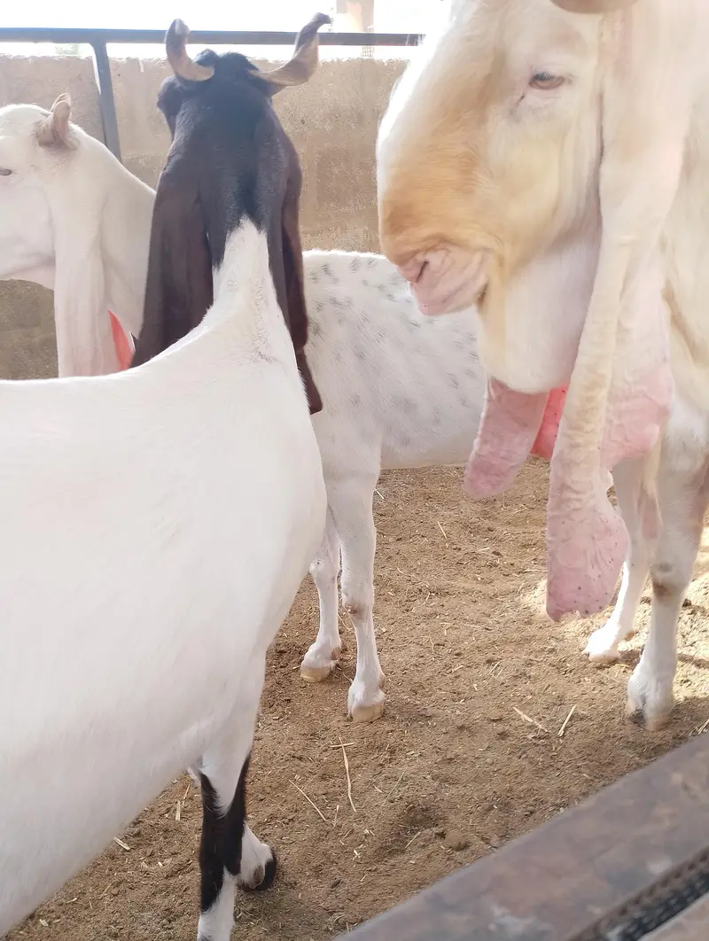 gulabi bakri breeder Bakra — photo 3