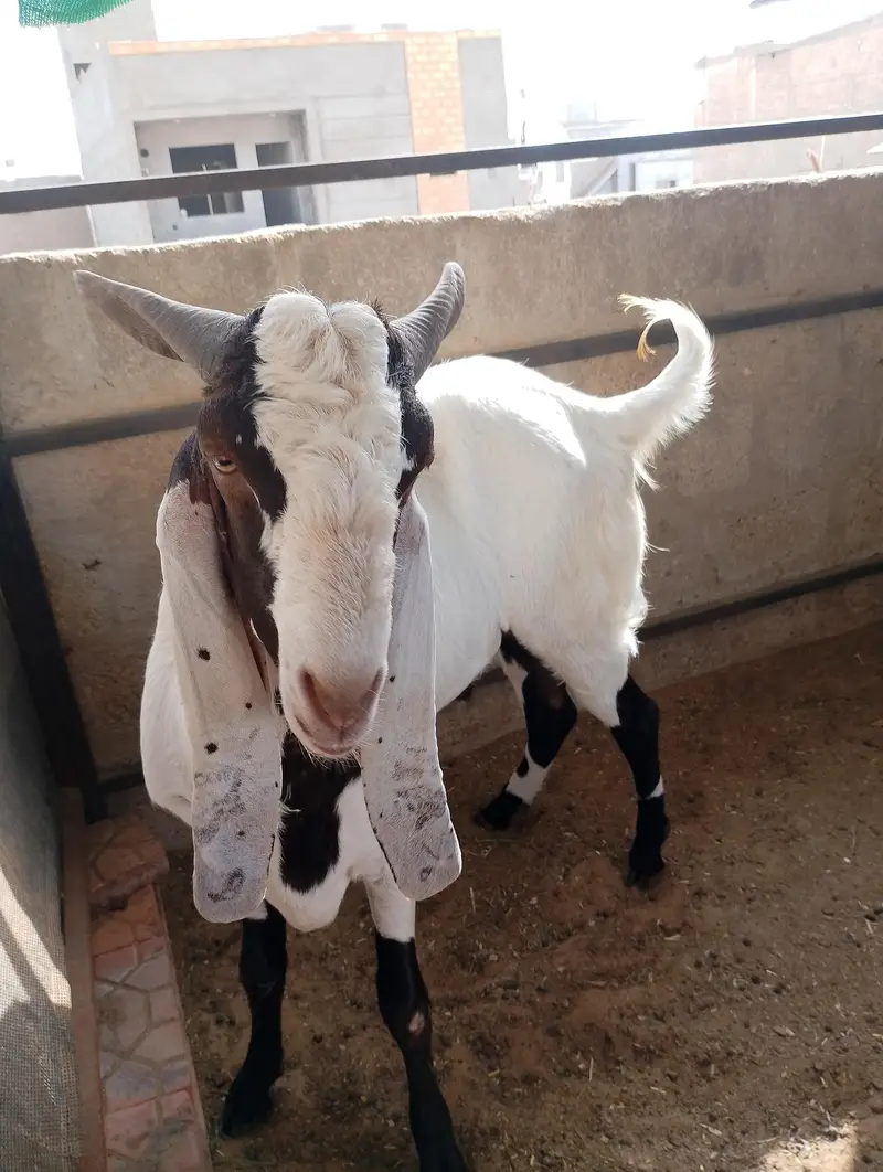 gulabi bakri breeder Bakra — photo 5