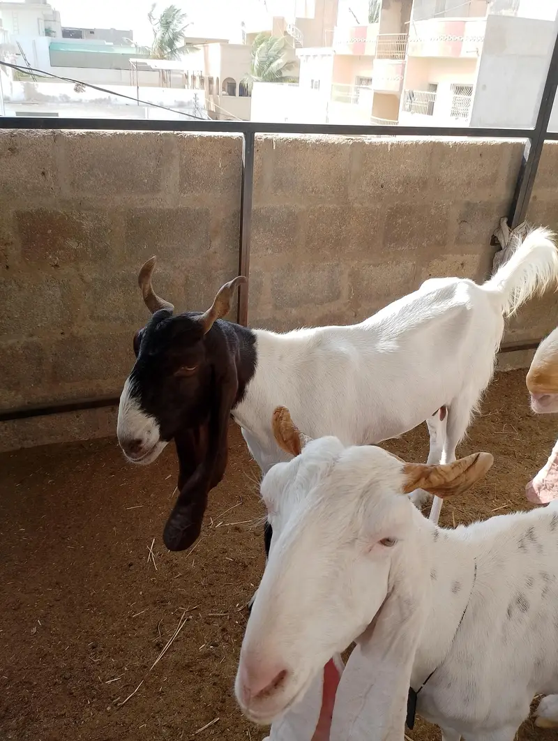 gulabi bakri breeder Bakra — photo 7