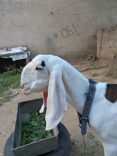 ablak Rajan puri