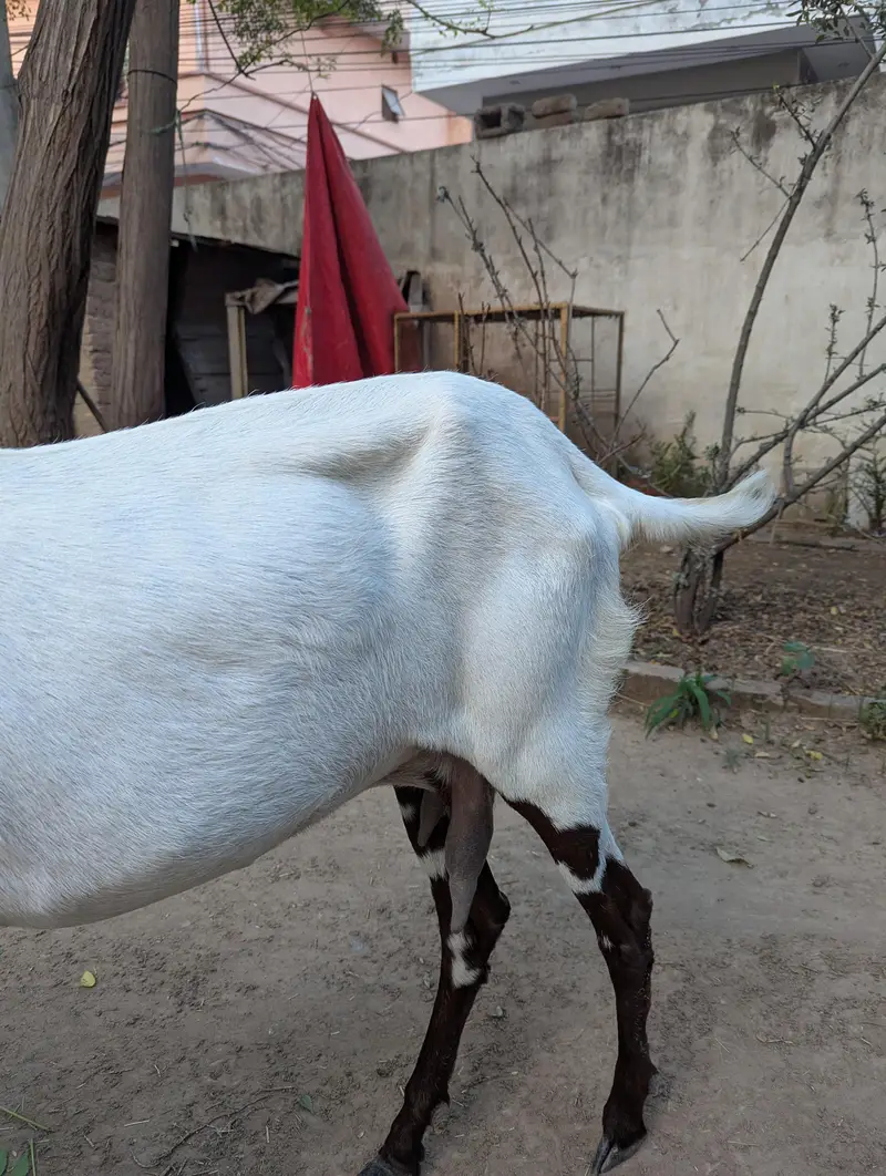 ablak Rajan puri — photo 2