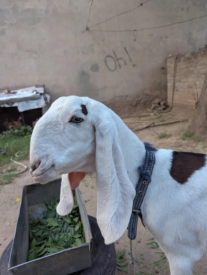 ablak Rajan puri — photo 3
