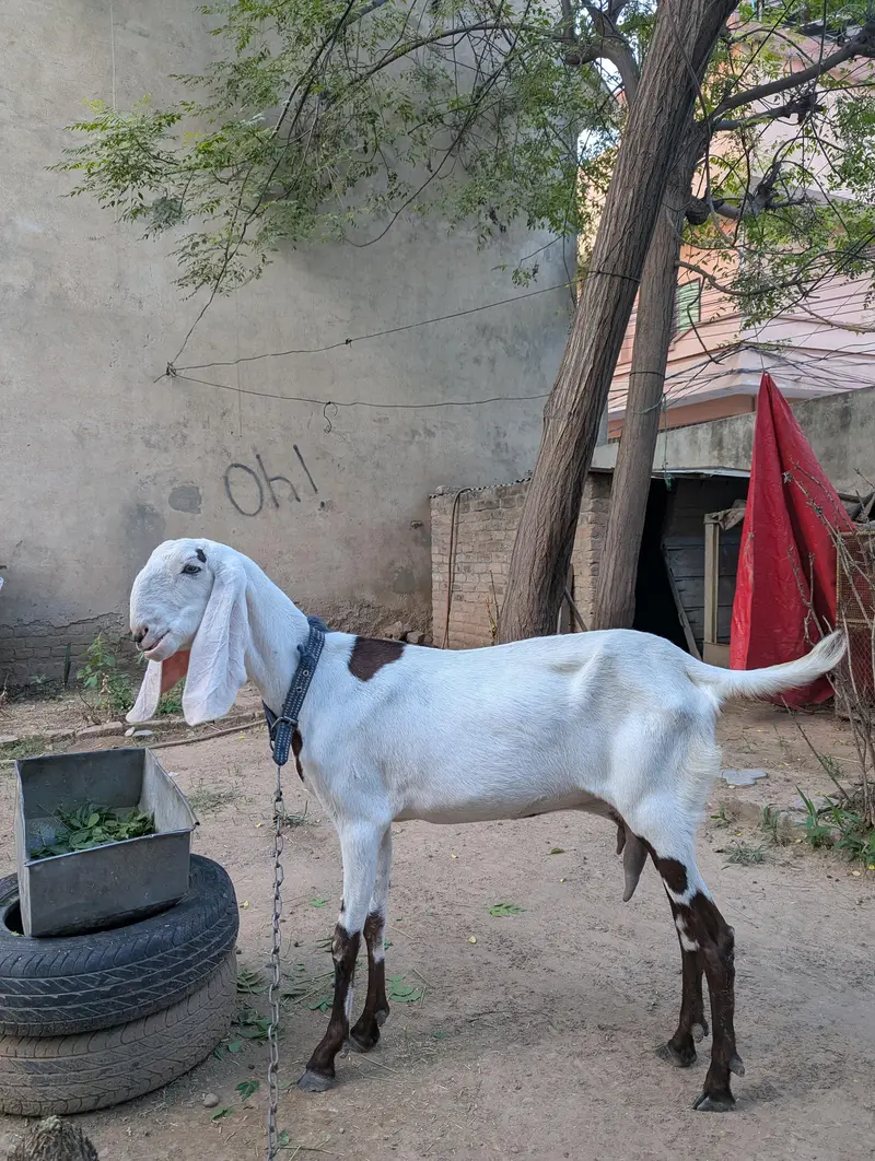 ablak Rajan puri — photo 4