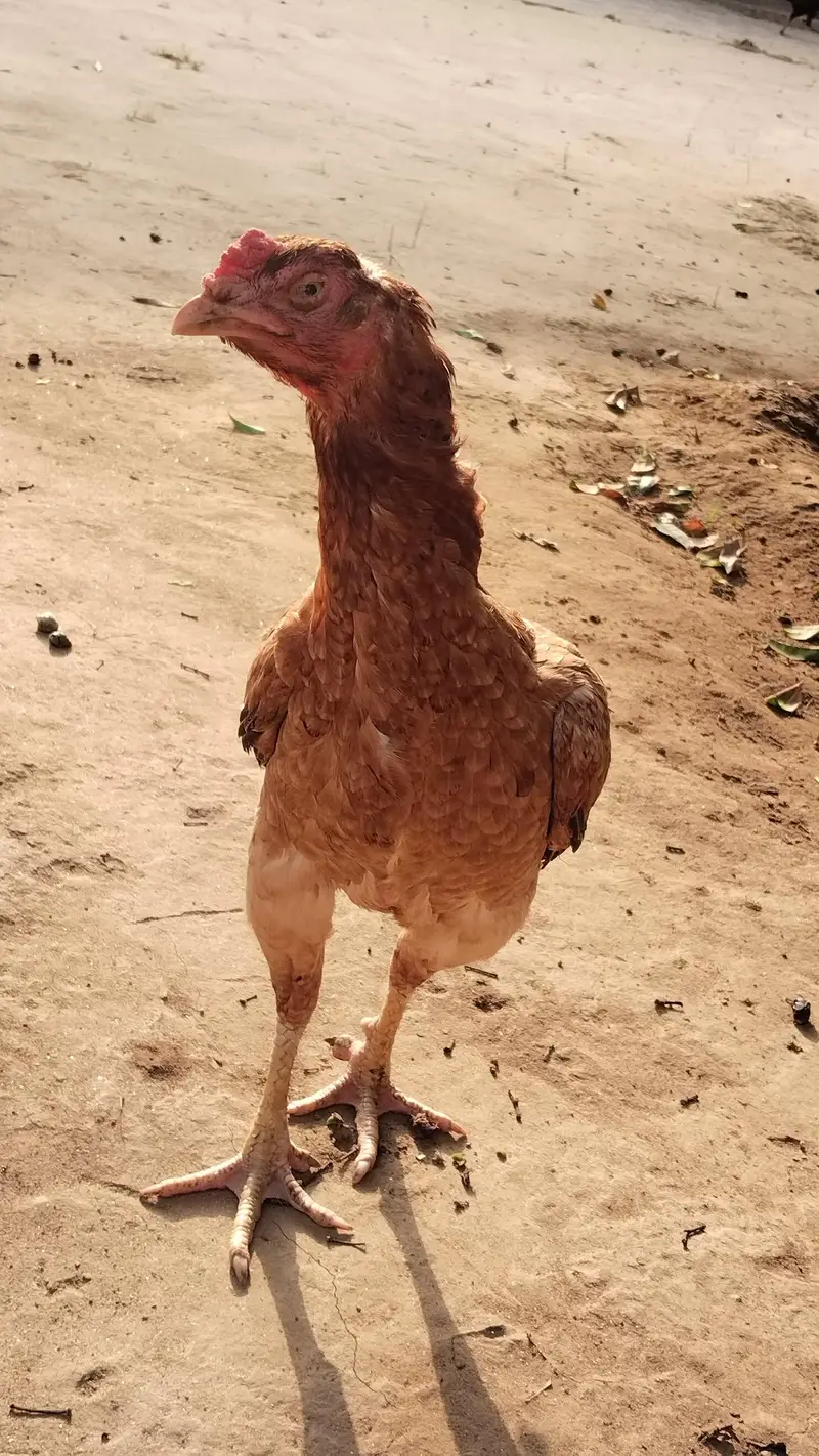 home breed — photo 2