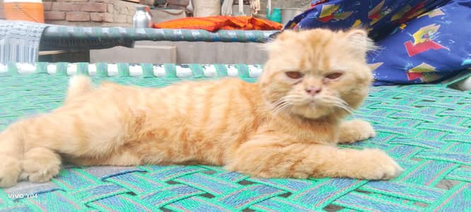 beautiful orange color scootish fold cat