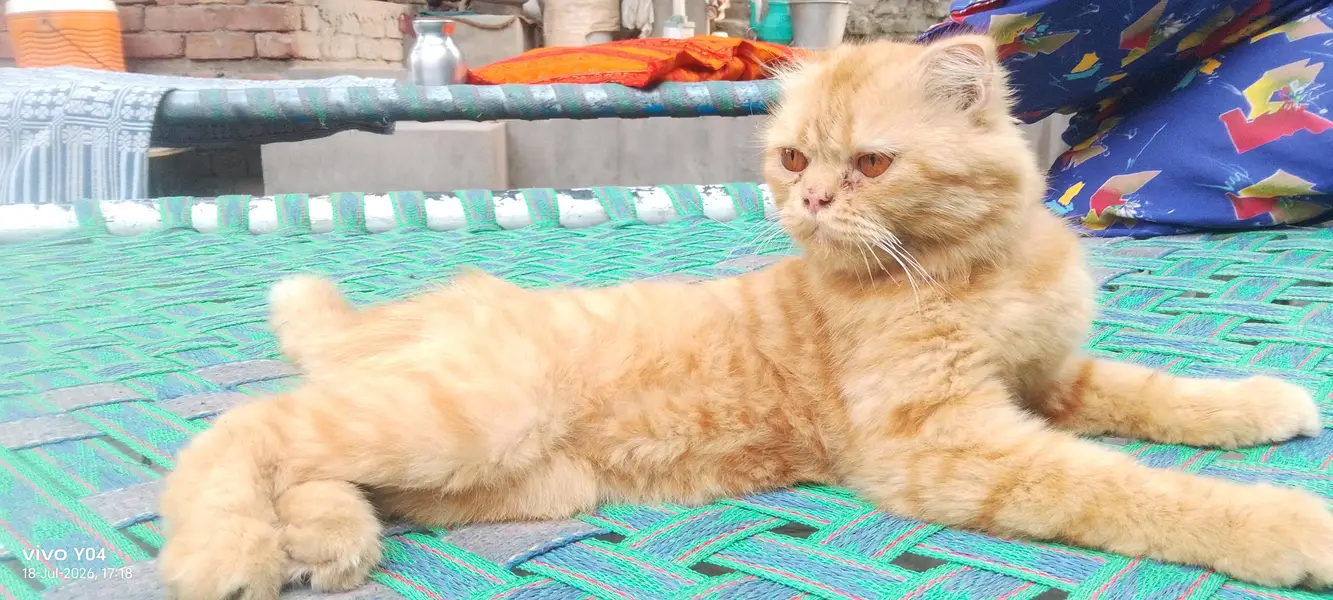 beautiful orange color scootish fold cat — photo 2
