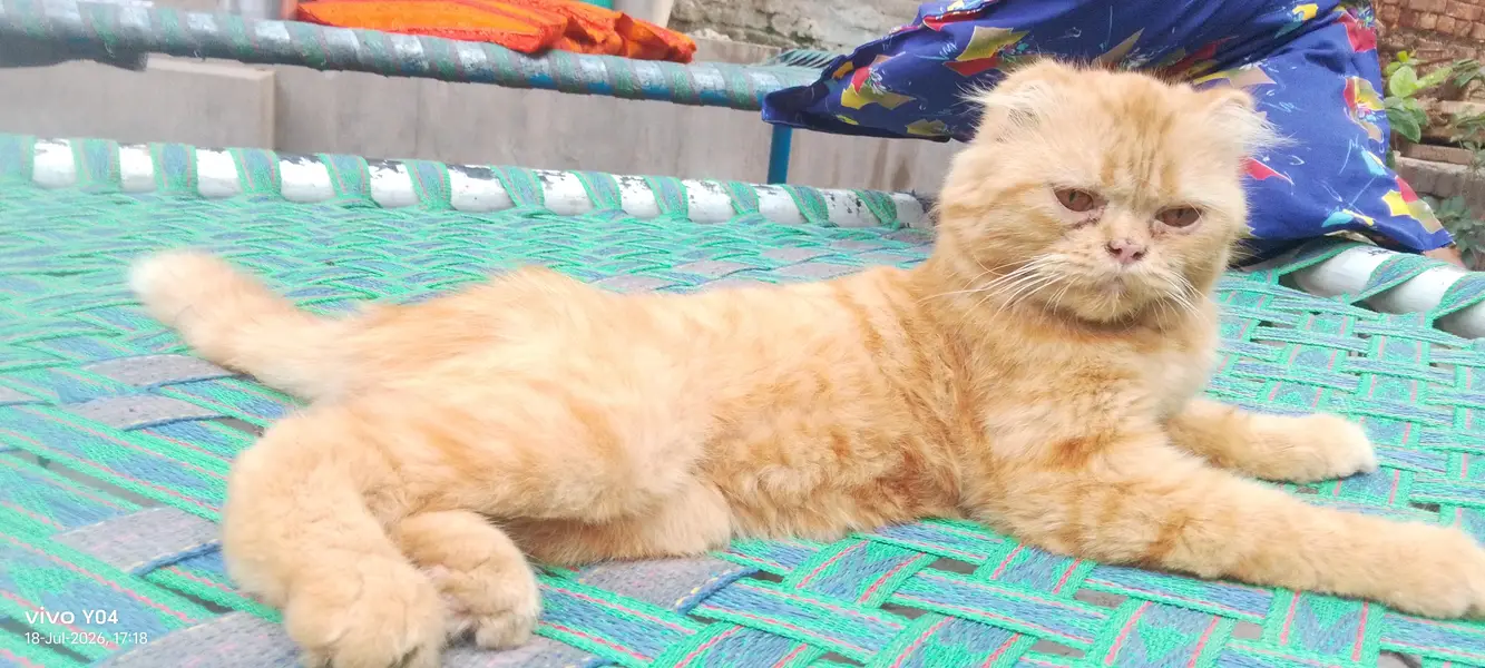 beautiful orange color scootish fold cat — photo 3