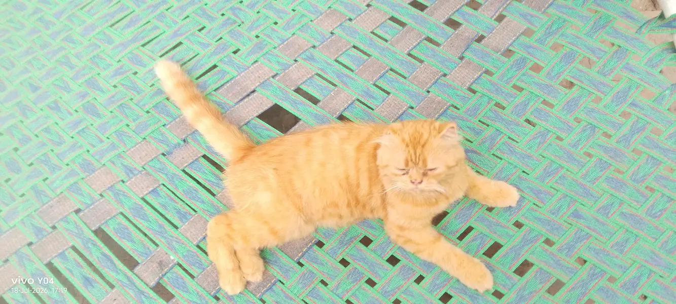 beautiful orange color scootish fold cat — photo 4