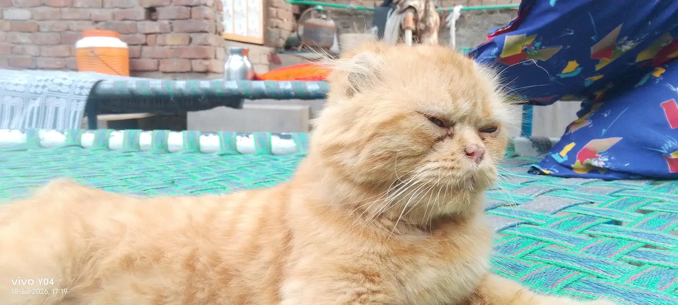 beautiful orange color scootish fold cat — photo 5