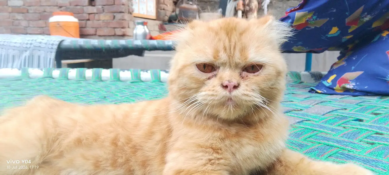 beautiful orange color scootish fold cat — photo 6