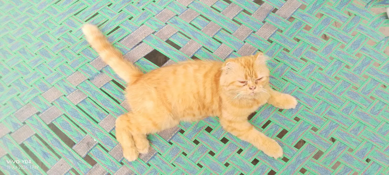beautiful orange color scootish fold cat — photo 7